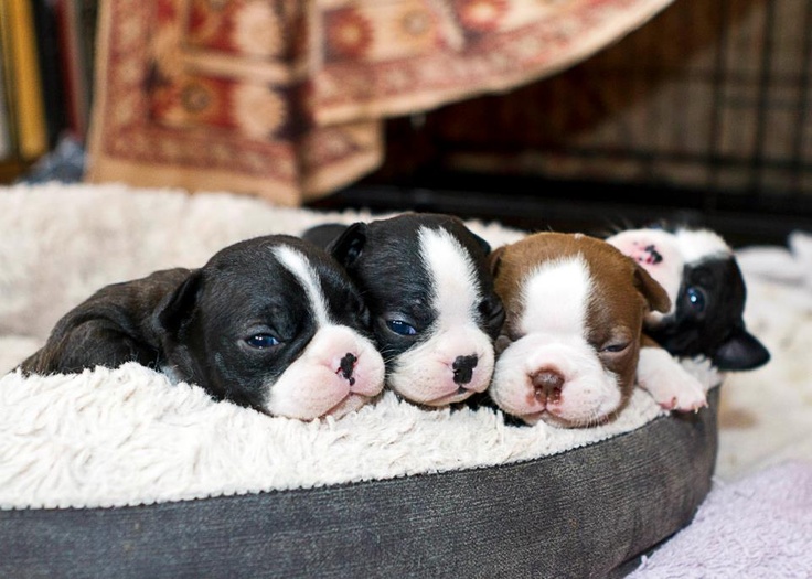 cute-overload-of-boston-terrier-puppies-in-a-bed.jpg