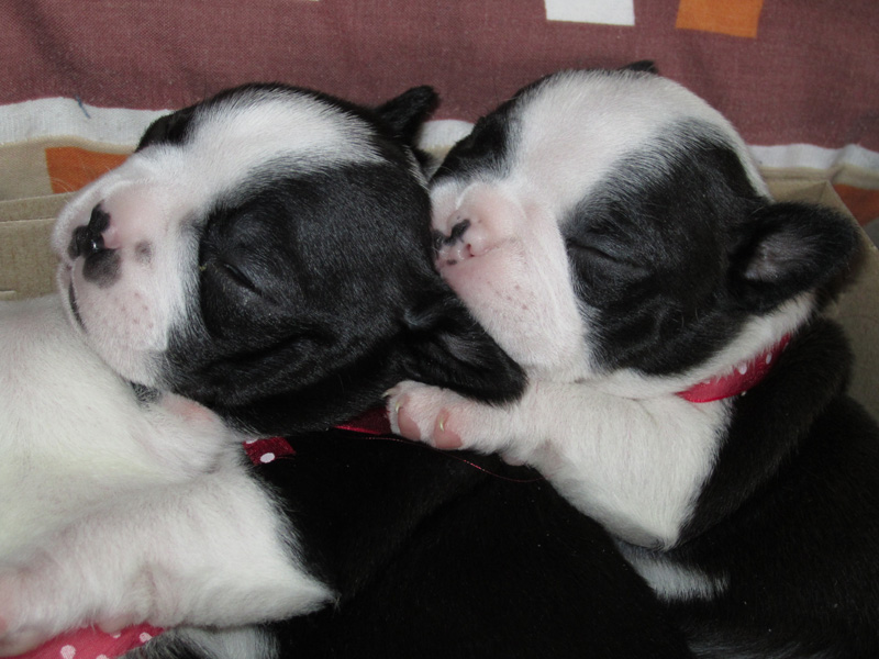 boston-terrier-puppies-from-cuenca-ecuador-photo11.jpg