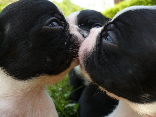kisses-of-three-boston-terrier-puppies.jpg