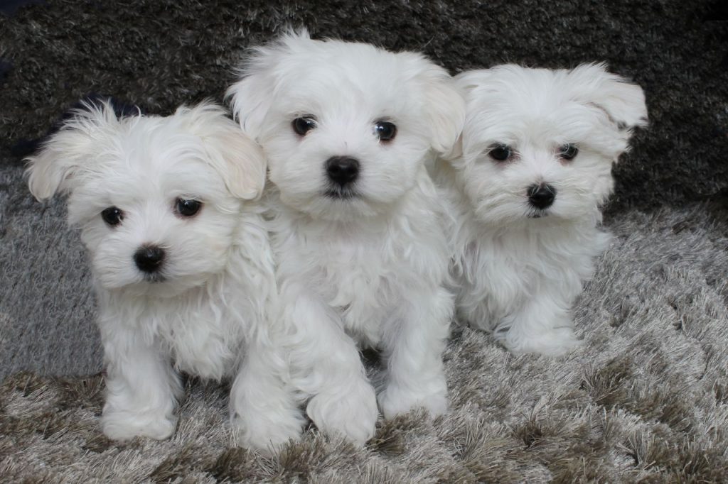 maltese-puppies-for-sale-1.jpg